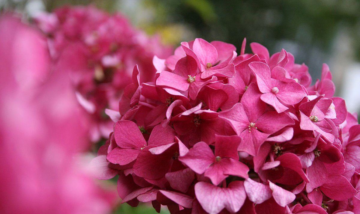 Hydrangea