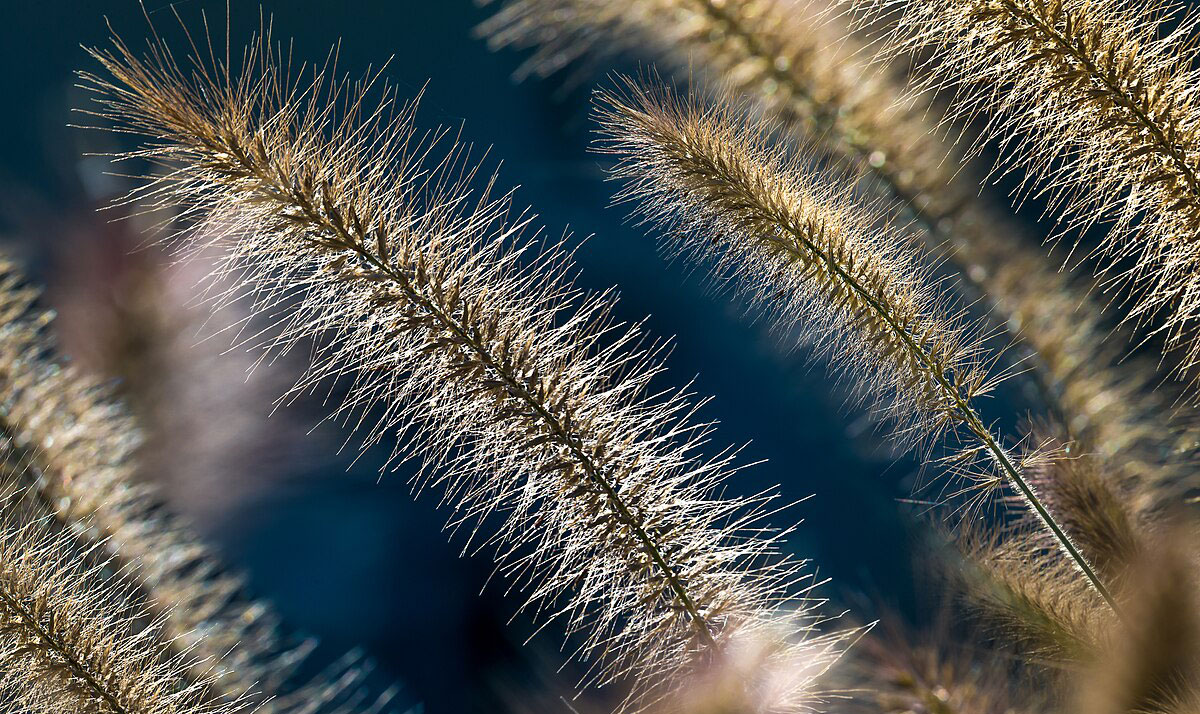 Ornamental grasses