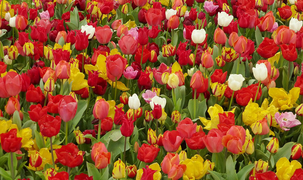 Vibrant tulips selection