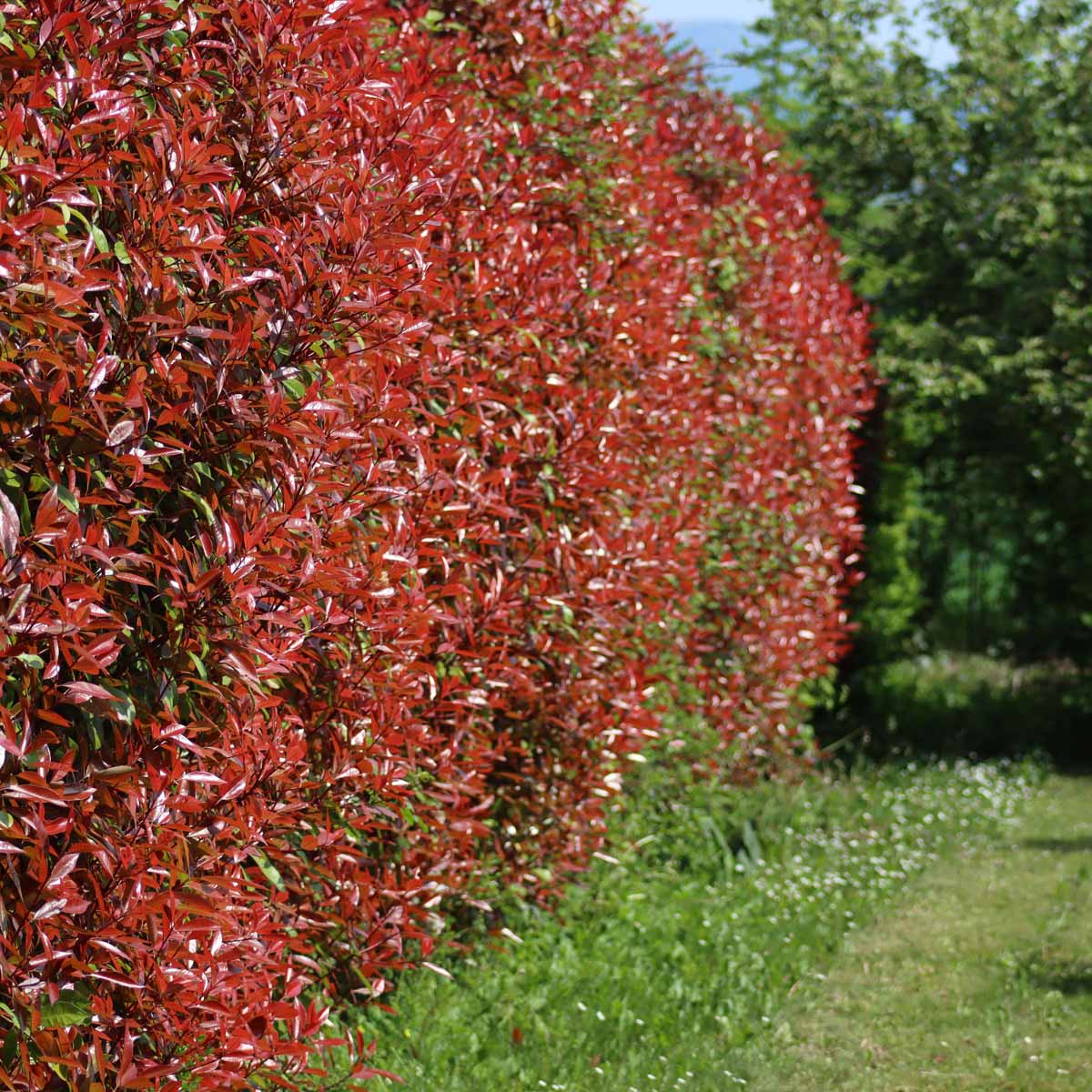 Photinia