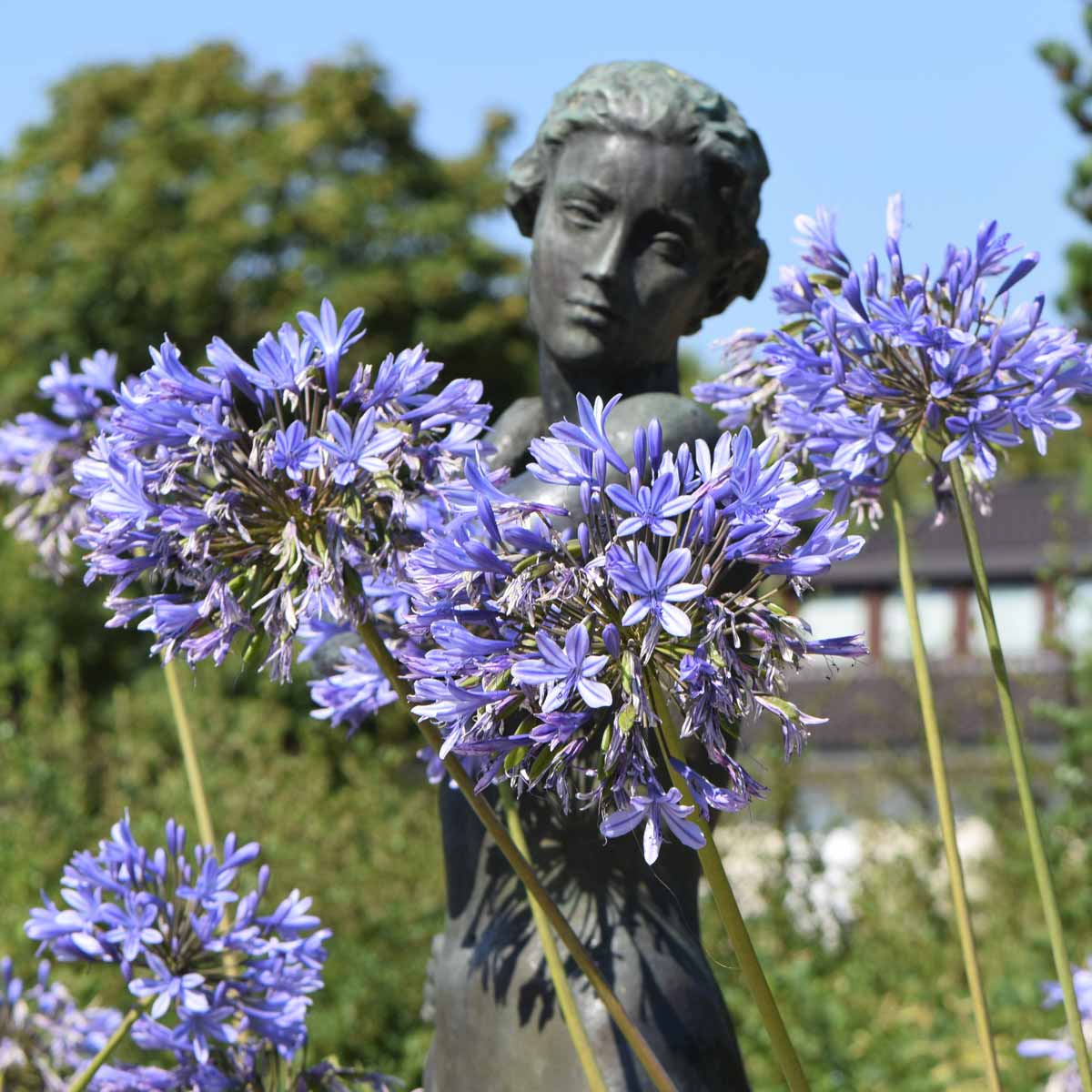 Agapanthus