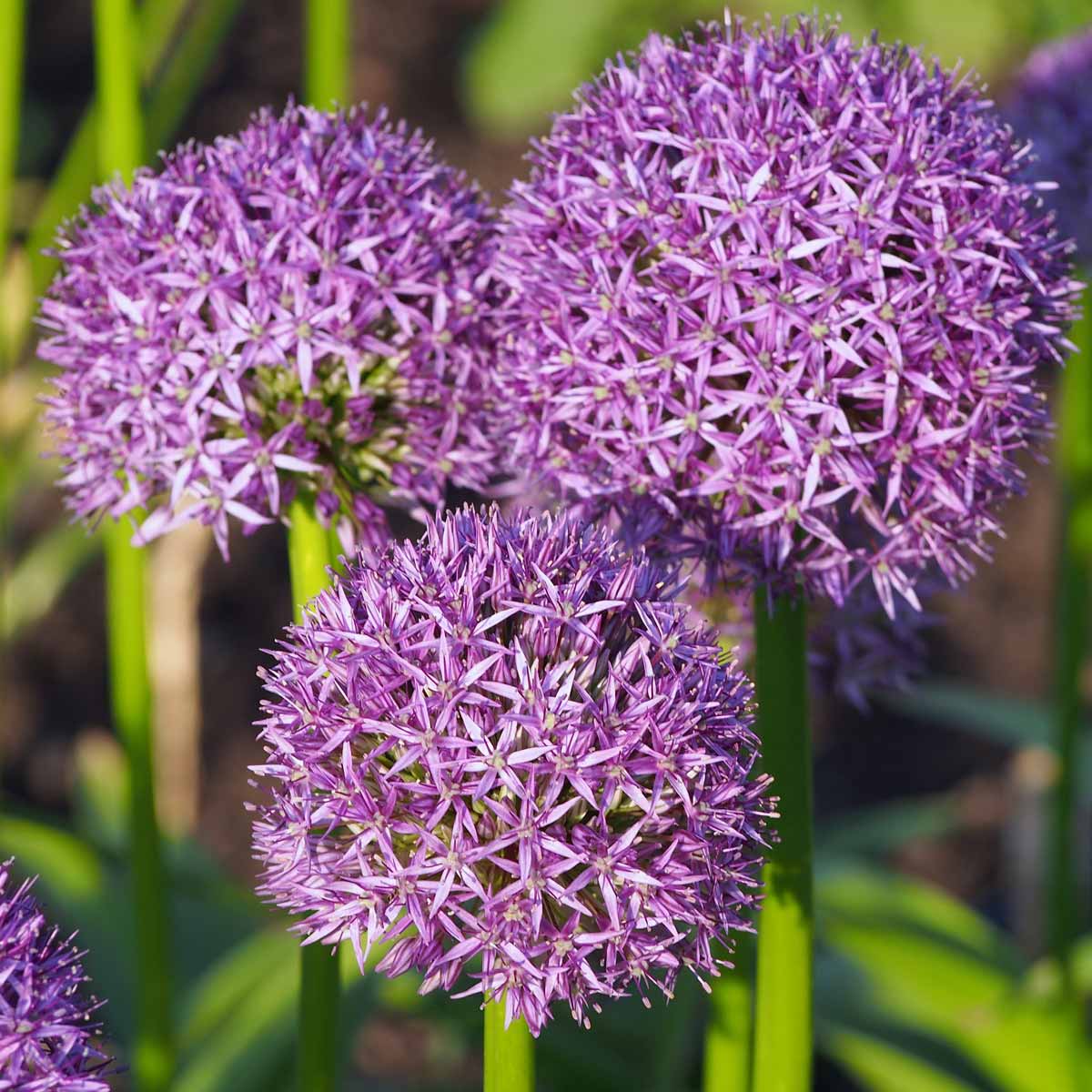 Allium