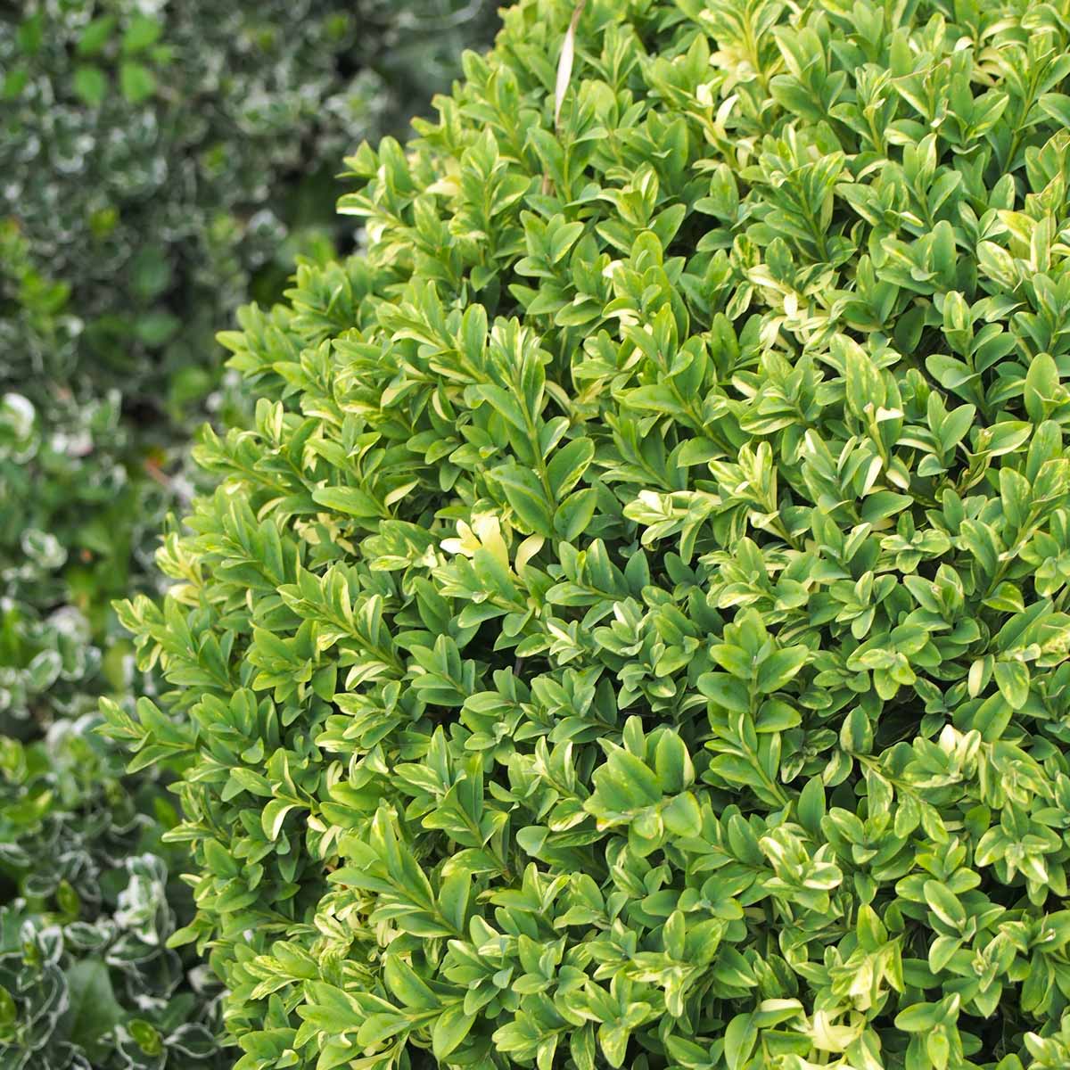 Boxwood