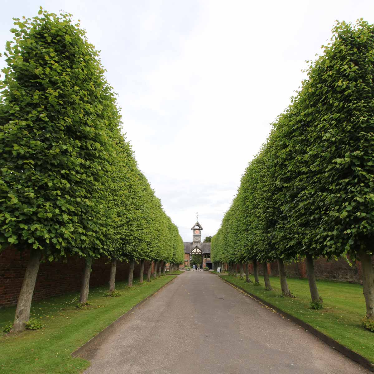 Pleached Lime