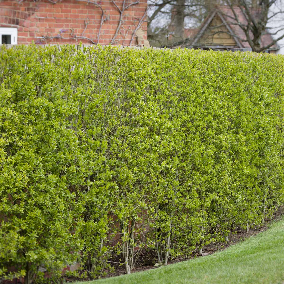 Privet Hedge