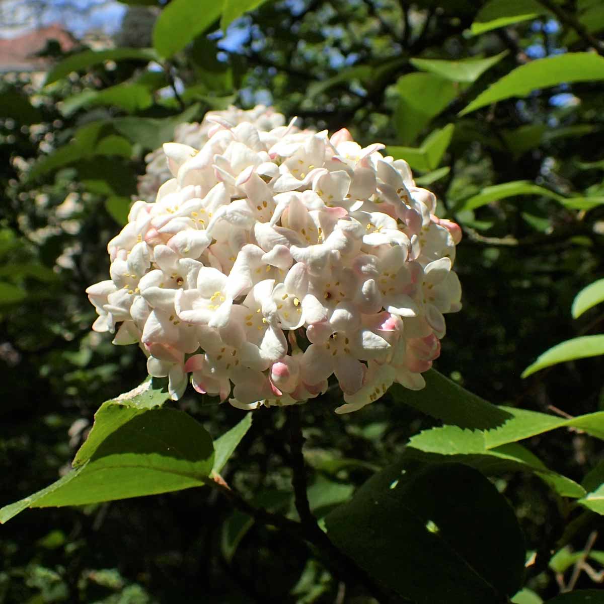 Viburnum