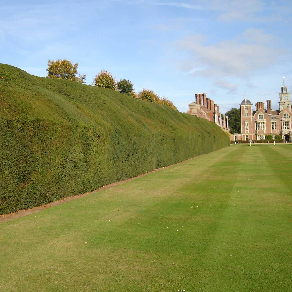 Yew Hedge