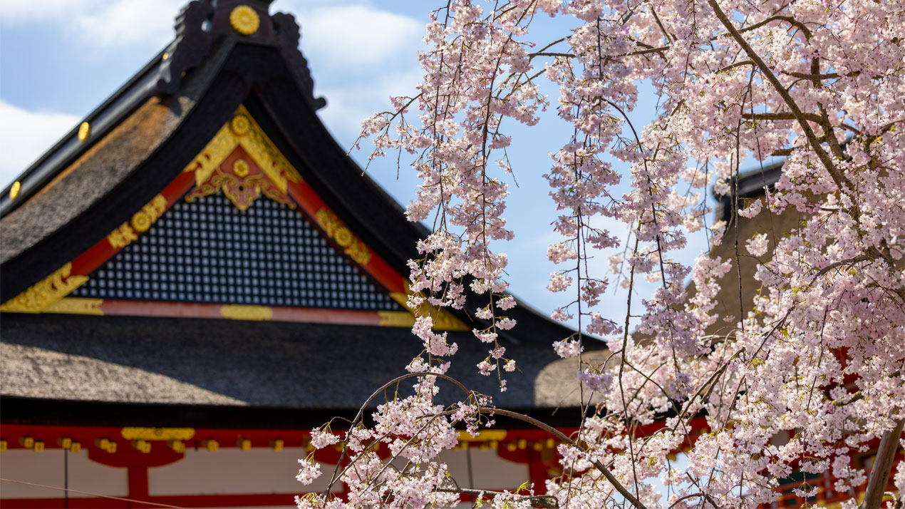 Cherry-Blossoms-Spring