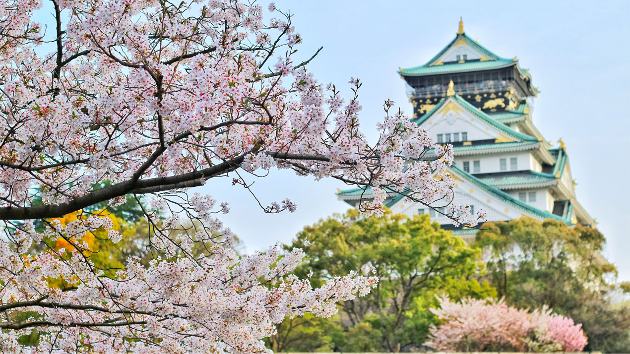 Cherry-Blossoms