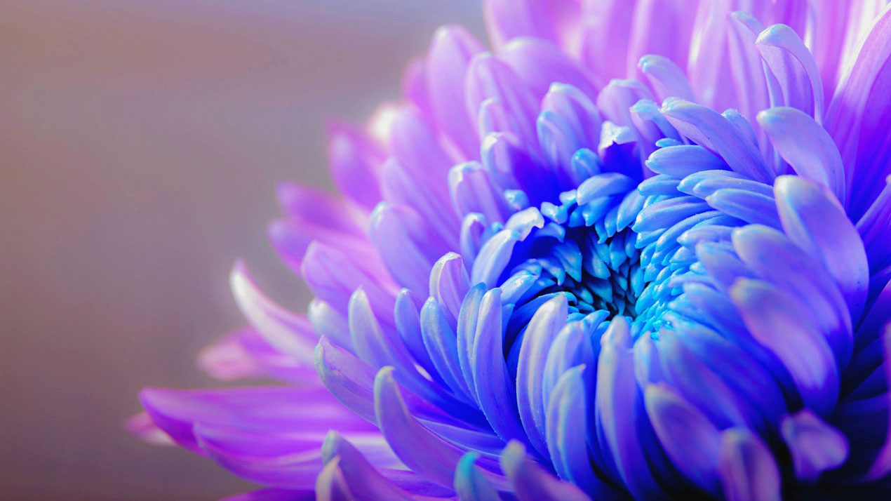 Chrysanthemum