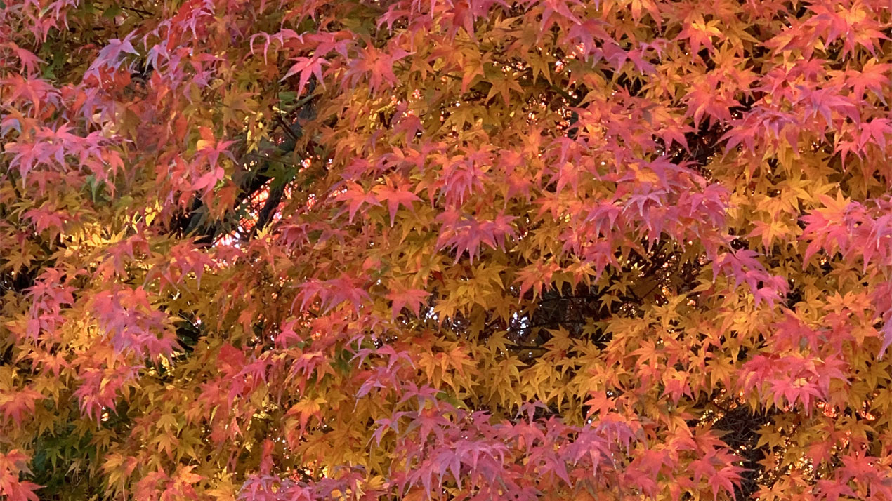 Japanese-Maple