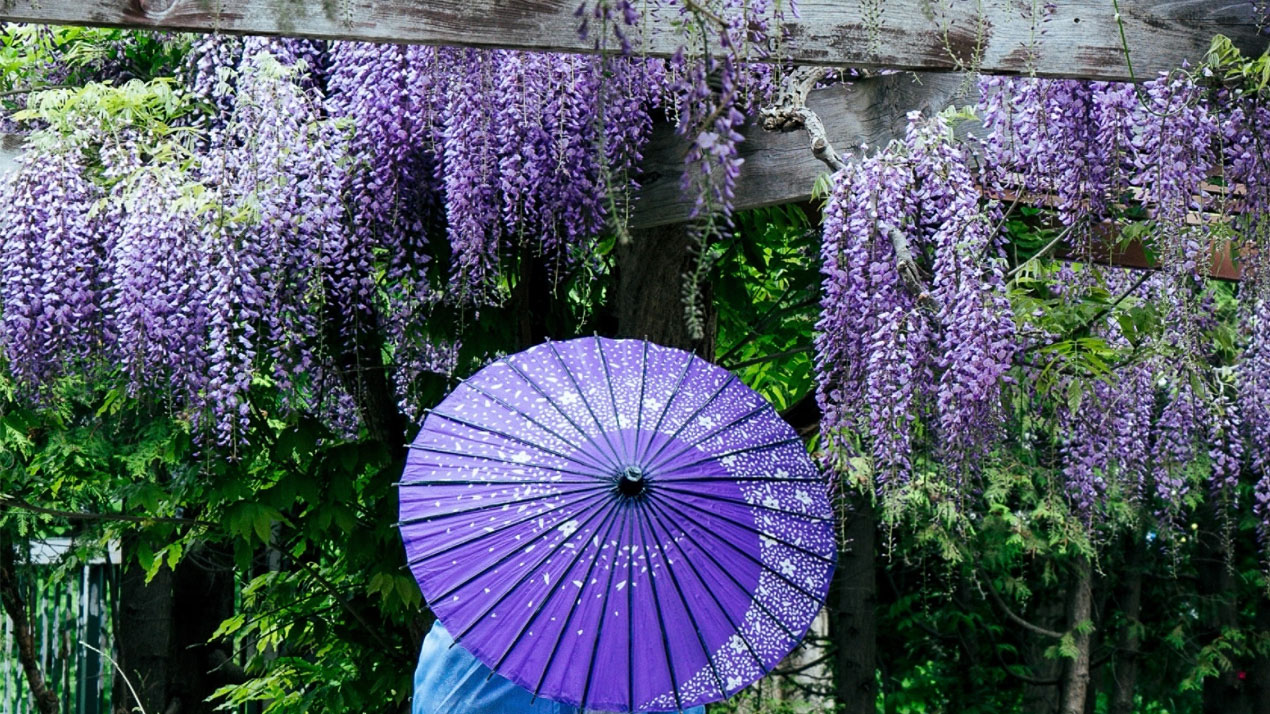 Japanese Wisteria