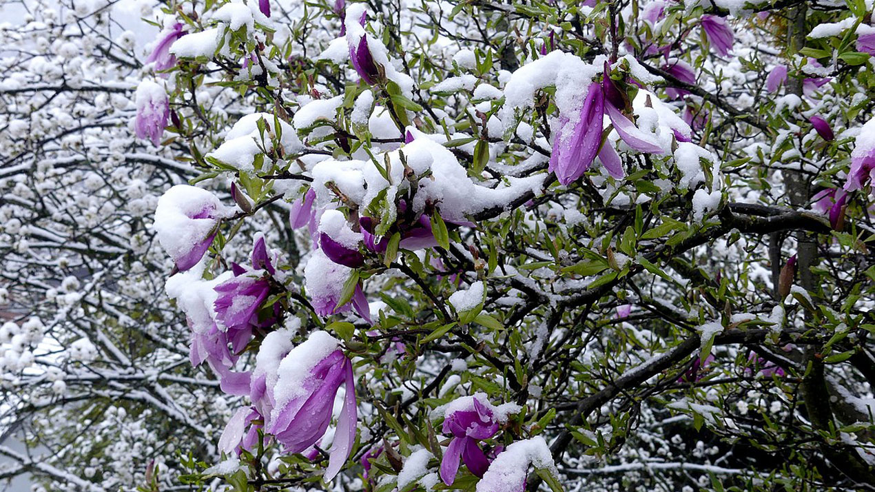 Magnolia-covered-in-snow