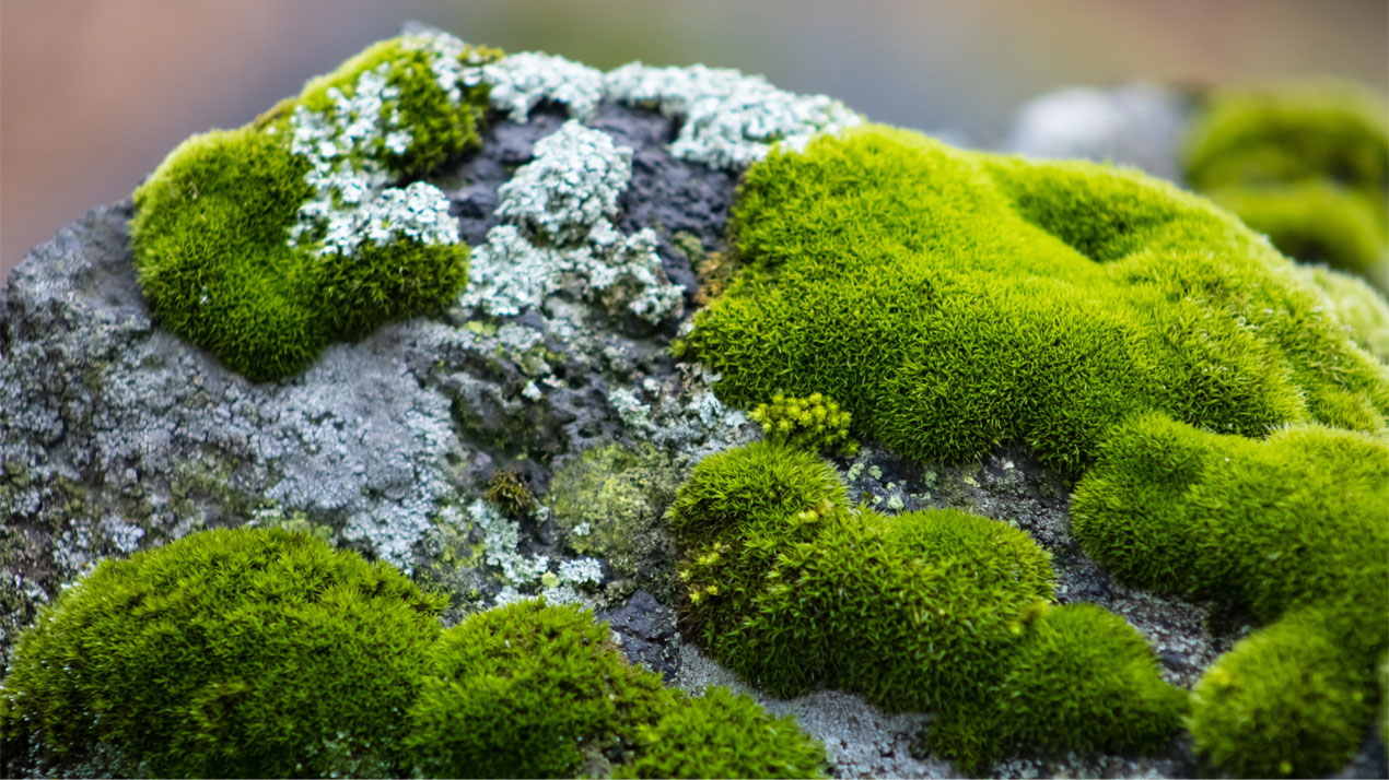 Moss