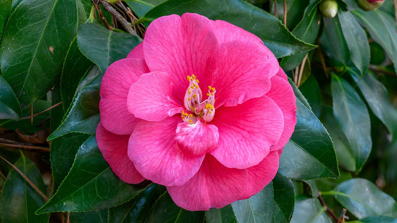 Camellia Japonica