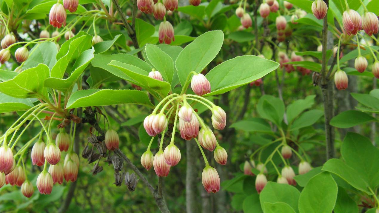 Enkianthus campanulatus