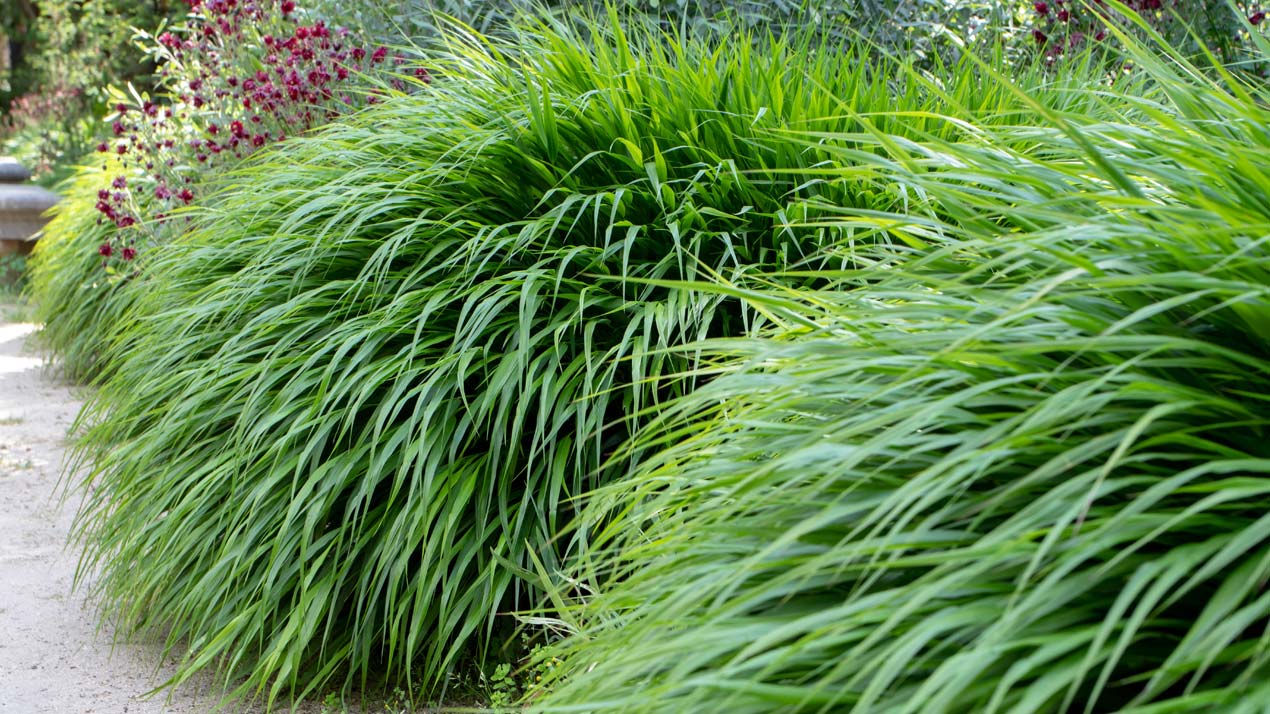 Hakonechloa macra