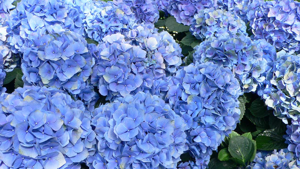 hydrangea