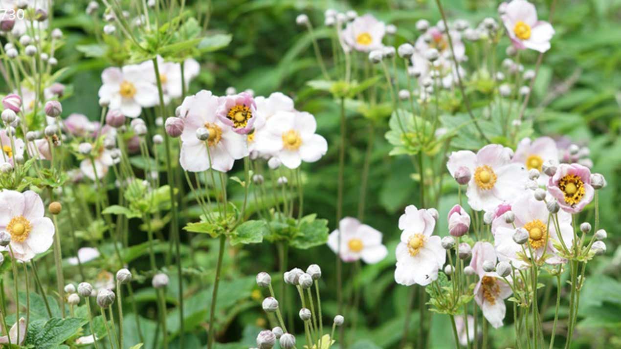 Japanese Anemone