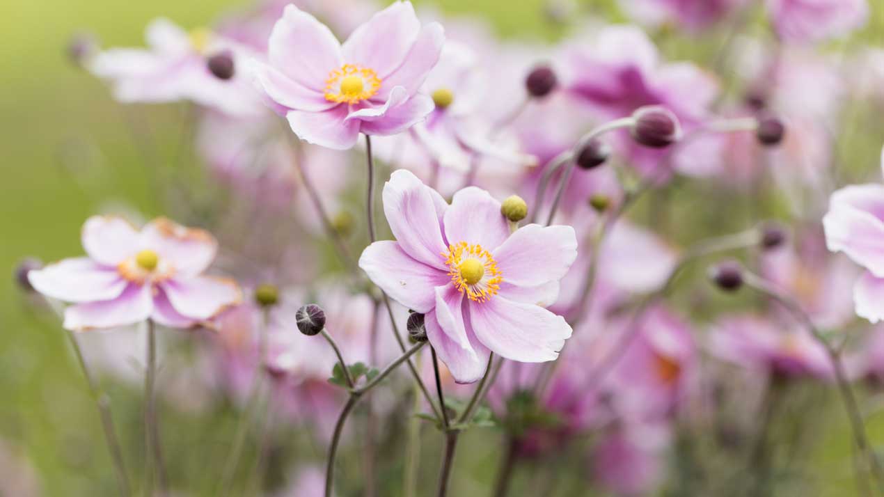 Japanese Anemone