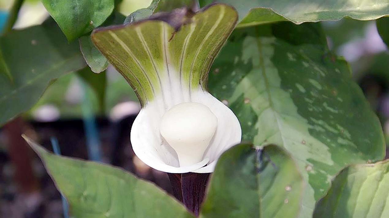 Japanese Cobra Lily