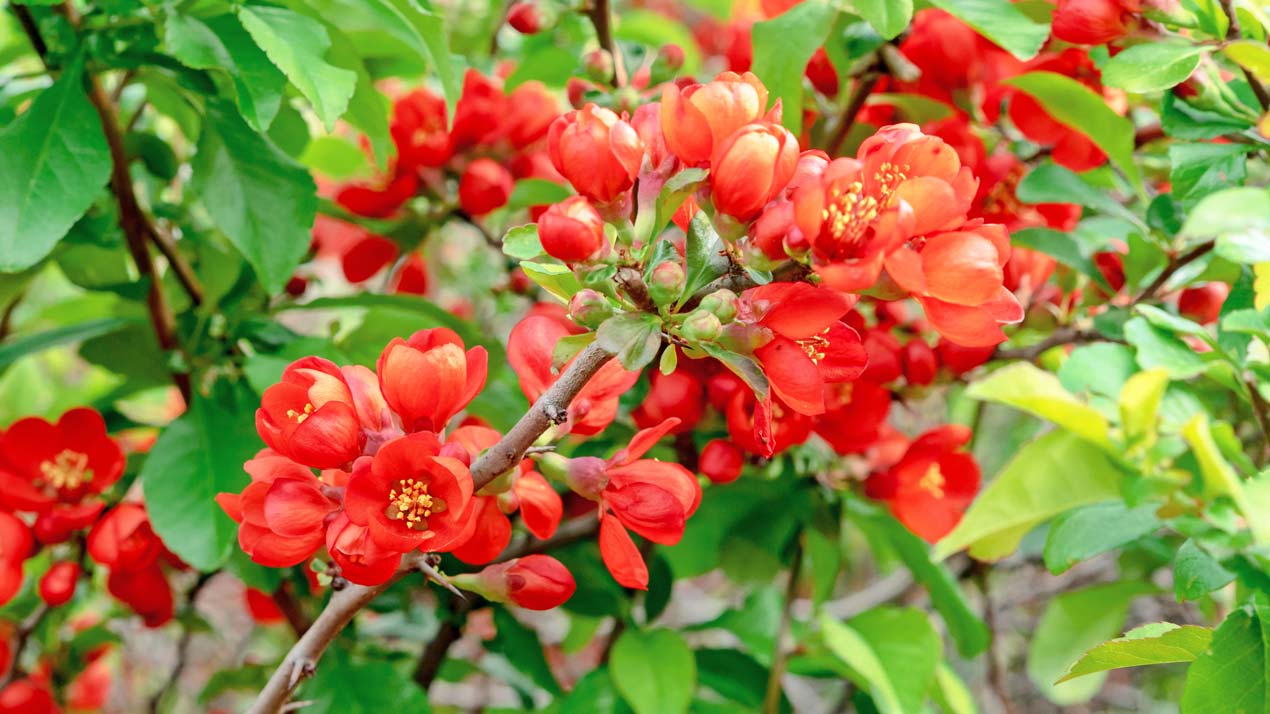 Japanese Quince