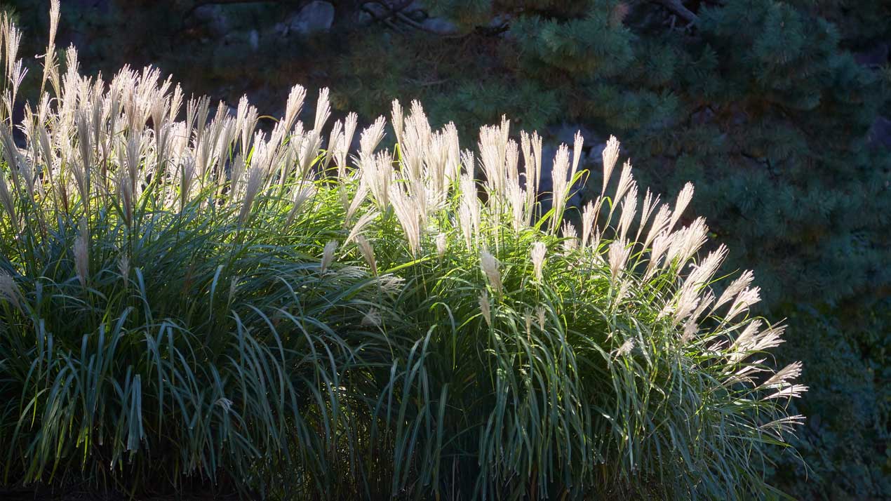 Japanese Silver Grass