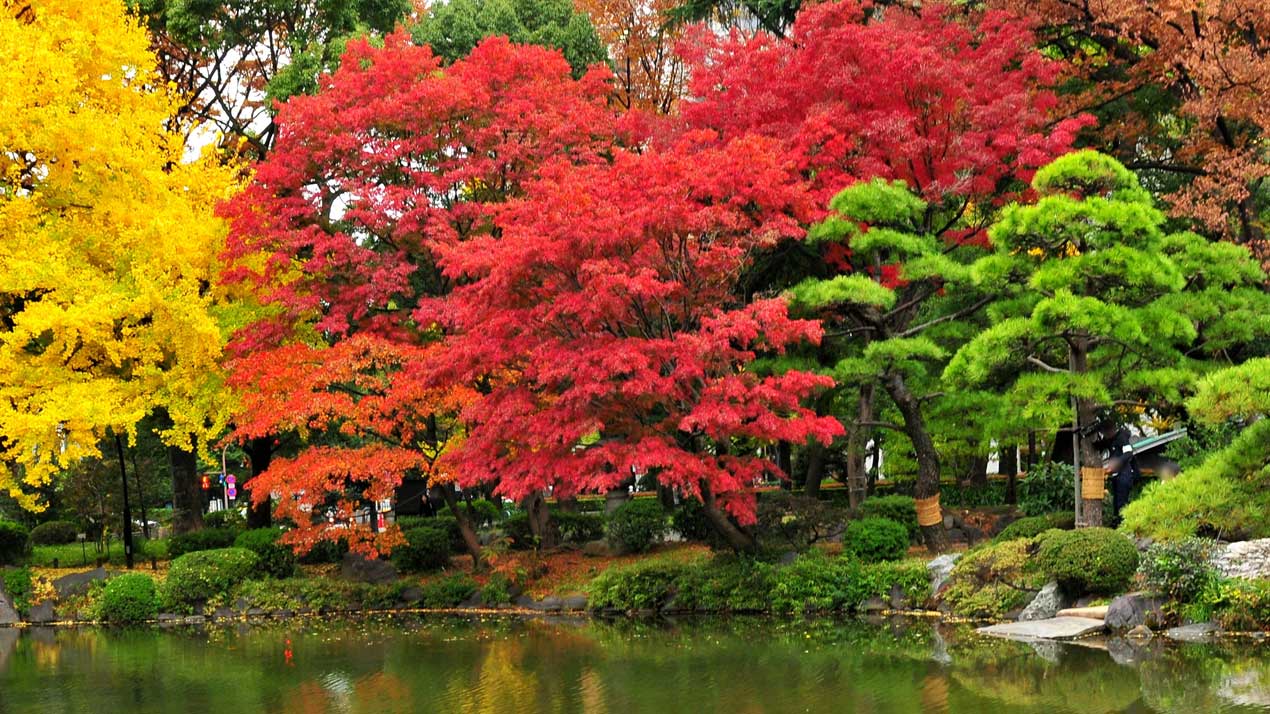 Japanese Maple