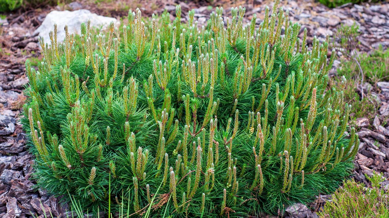 Pinus Mugo